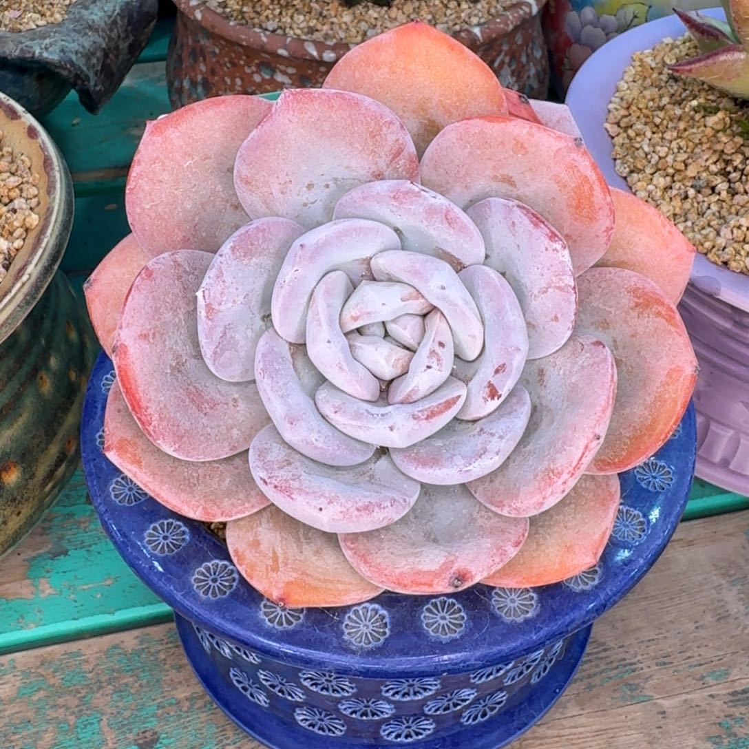 从前慢多肉精选编号1228.104