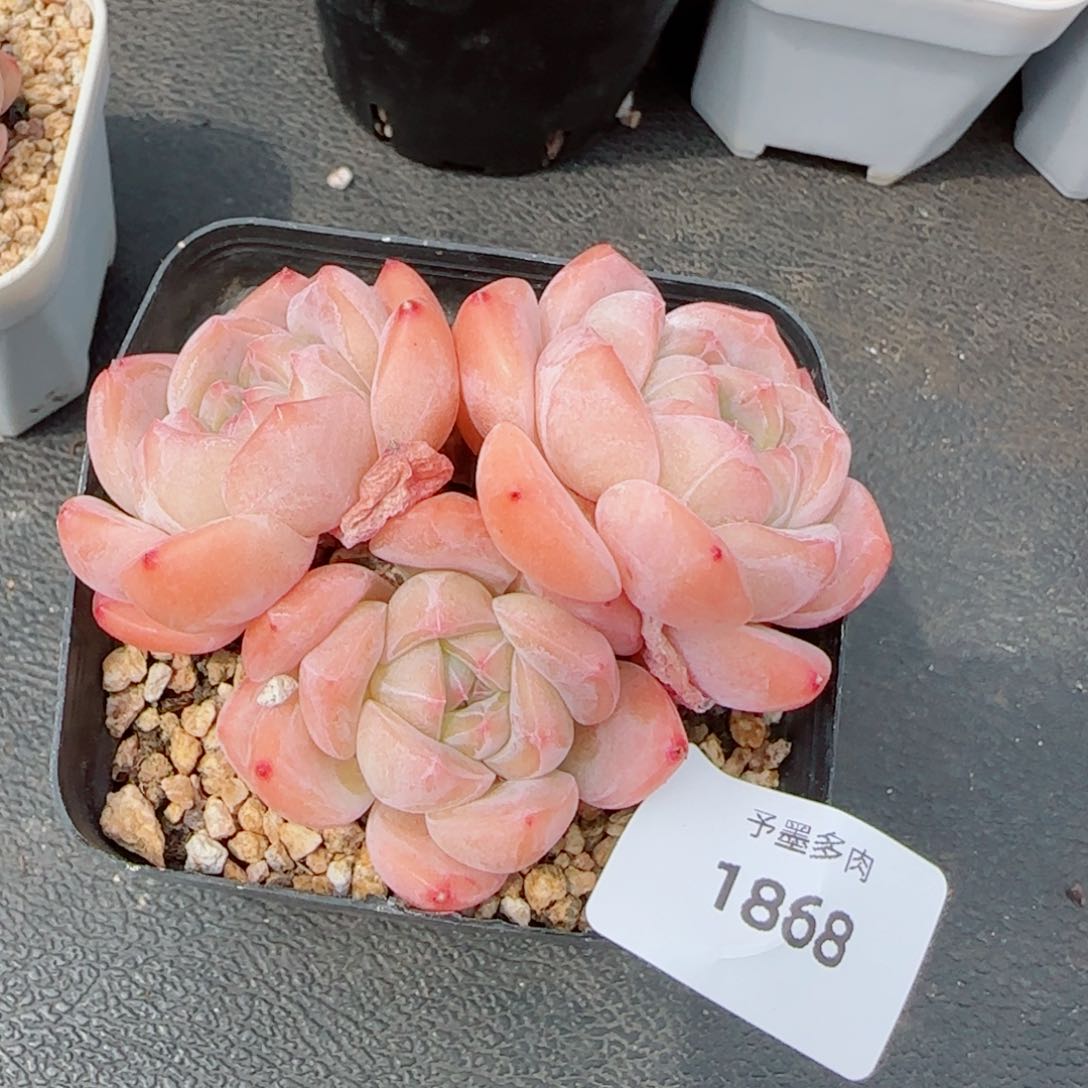 厚梦，1868多肉植物