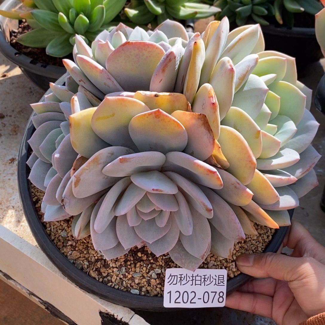 两单包邮1202-78奶茶