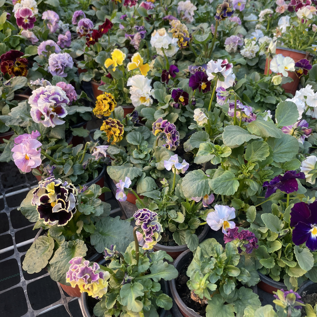 新品角堇耐寒好养室内清新绿植带香味