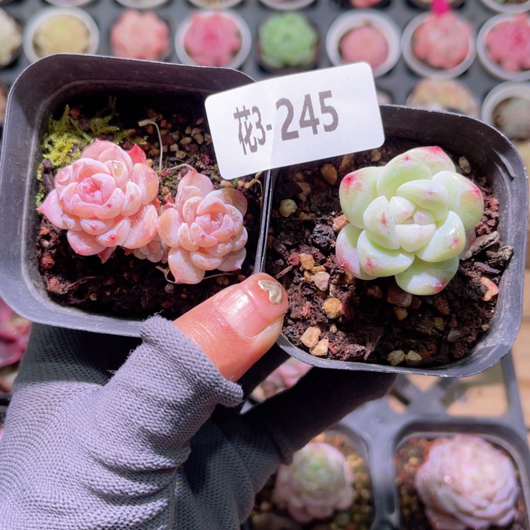 花03-245晨曦➕冰玉