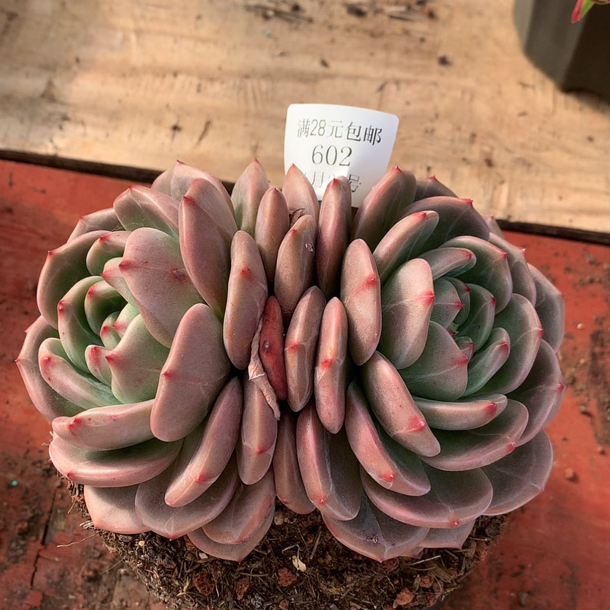 【闪购商品】云602号