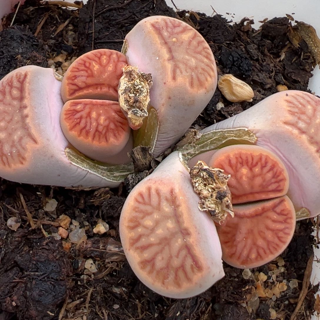 2.18好看的多肉249