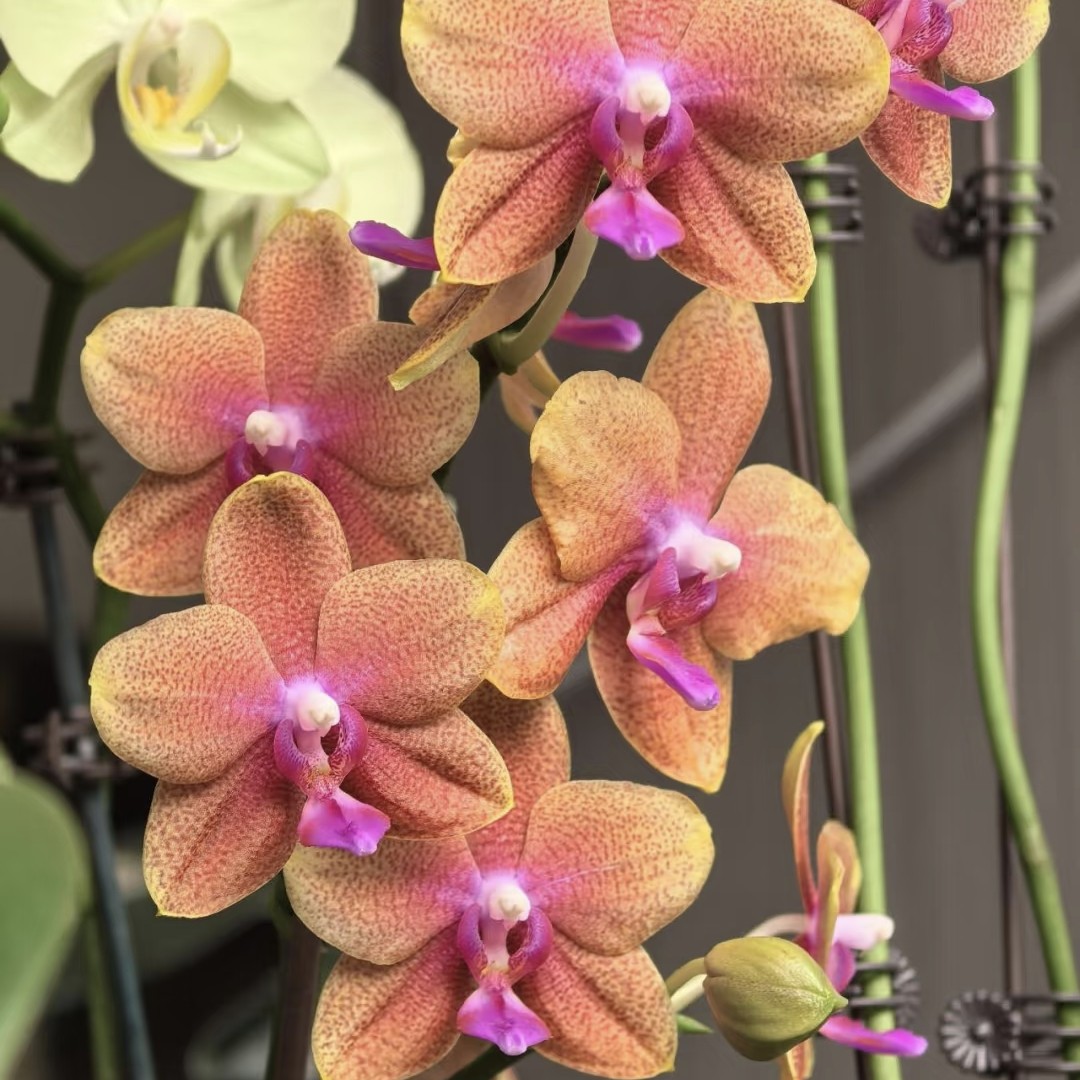 【香恋博格利】  2.8寸带香味 单双混发欧品蝴蝶兰