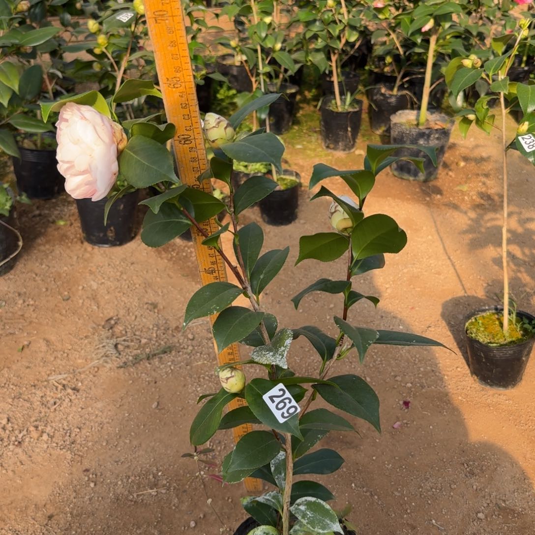 少量花朵（建议范围：2朵-5朵 或40%以下）269白乔伊