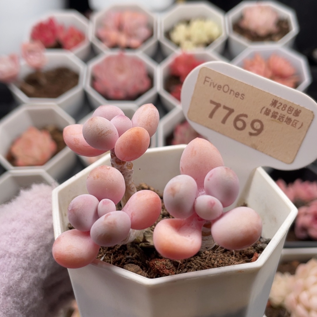 亚美桃蛋7769-6.0厘米