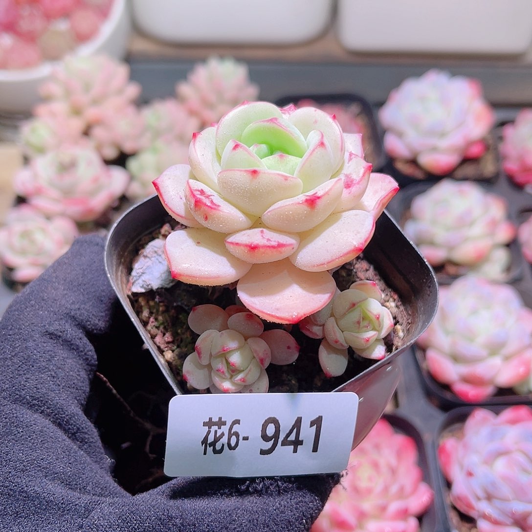 花利美6-941香草