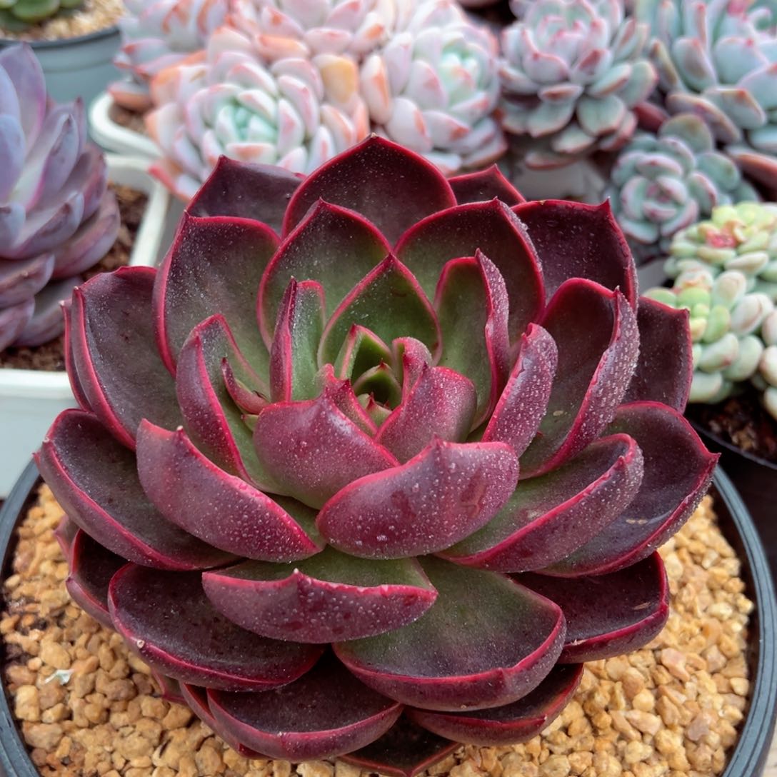 韩系圆叶红灯多肉植物