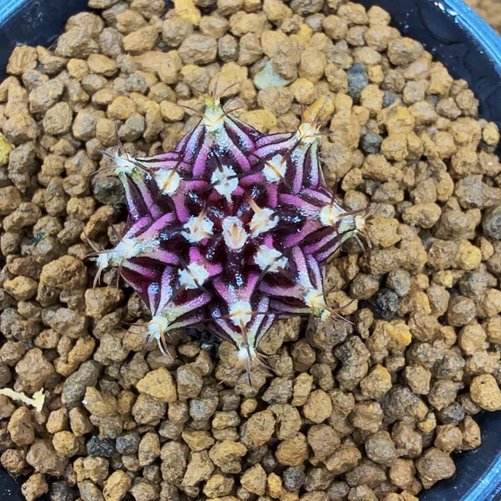 当前无花朵，栽培后可花朵