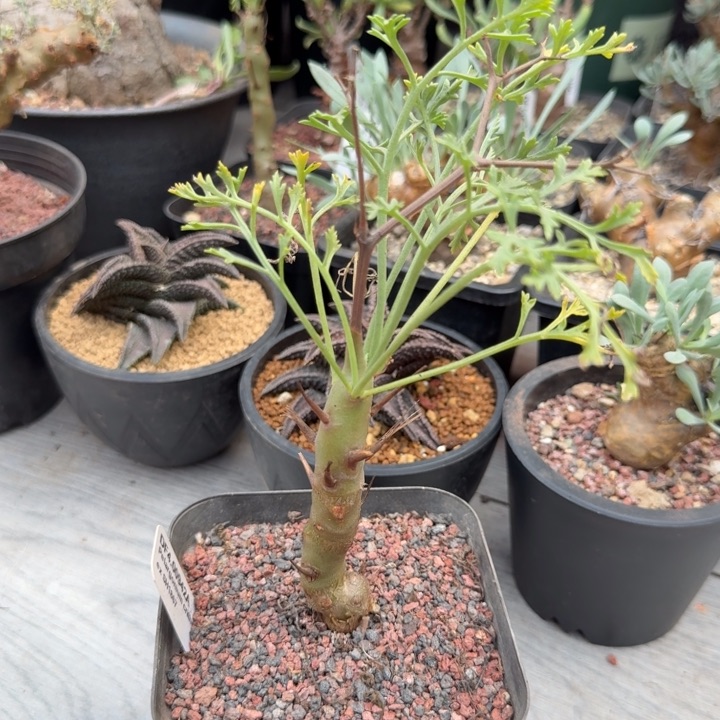 香水洋葵（满28包邮）