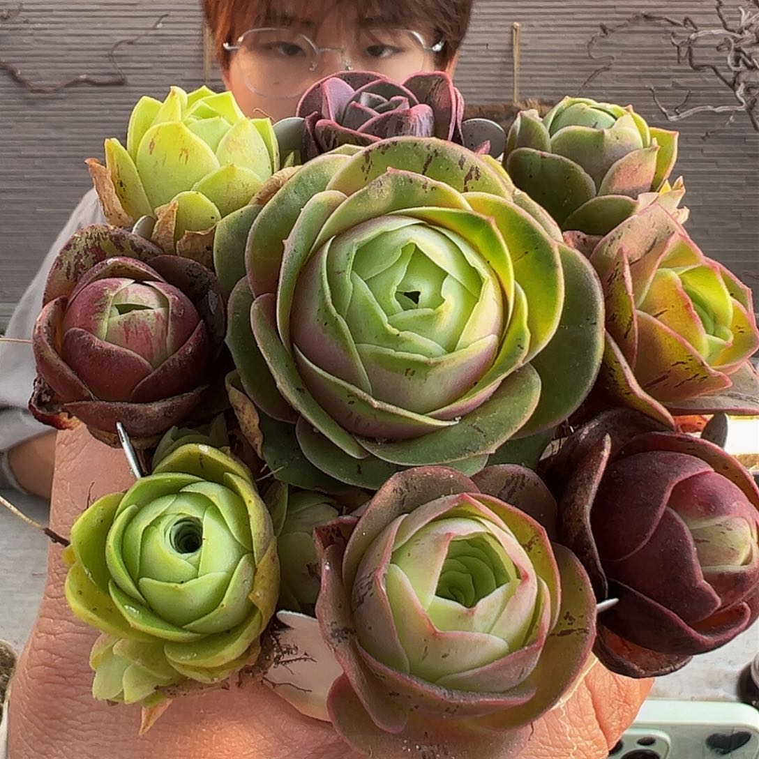 珠光宝气。 423。423