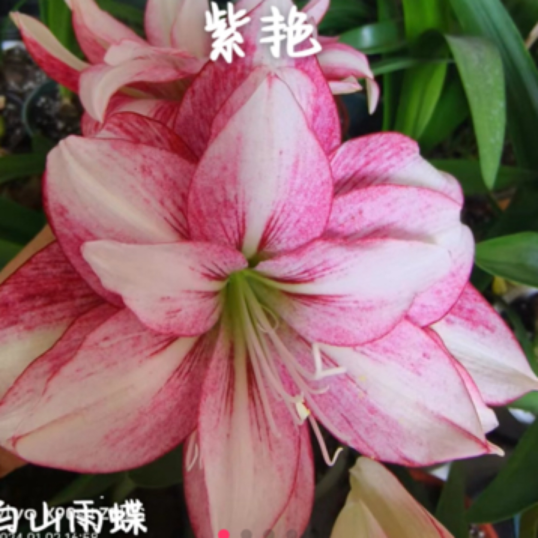 朱顶红 花卉 紫艳3+