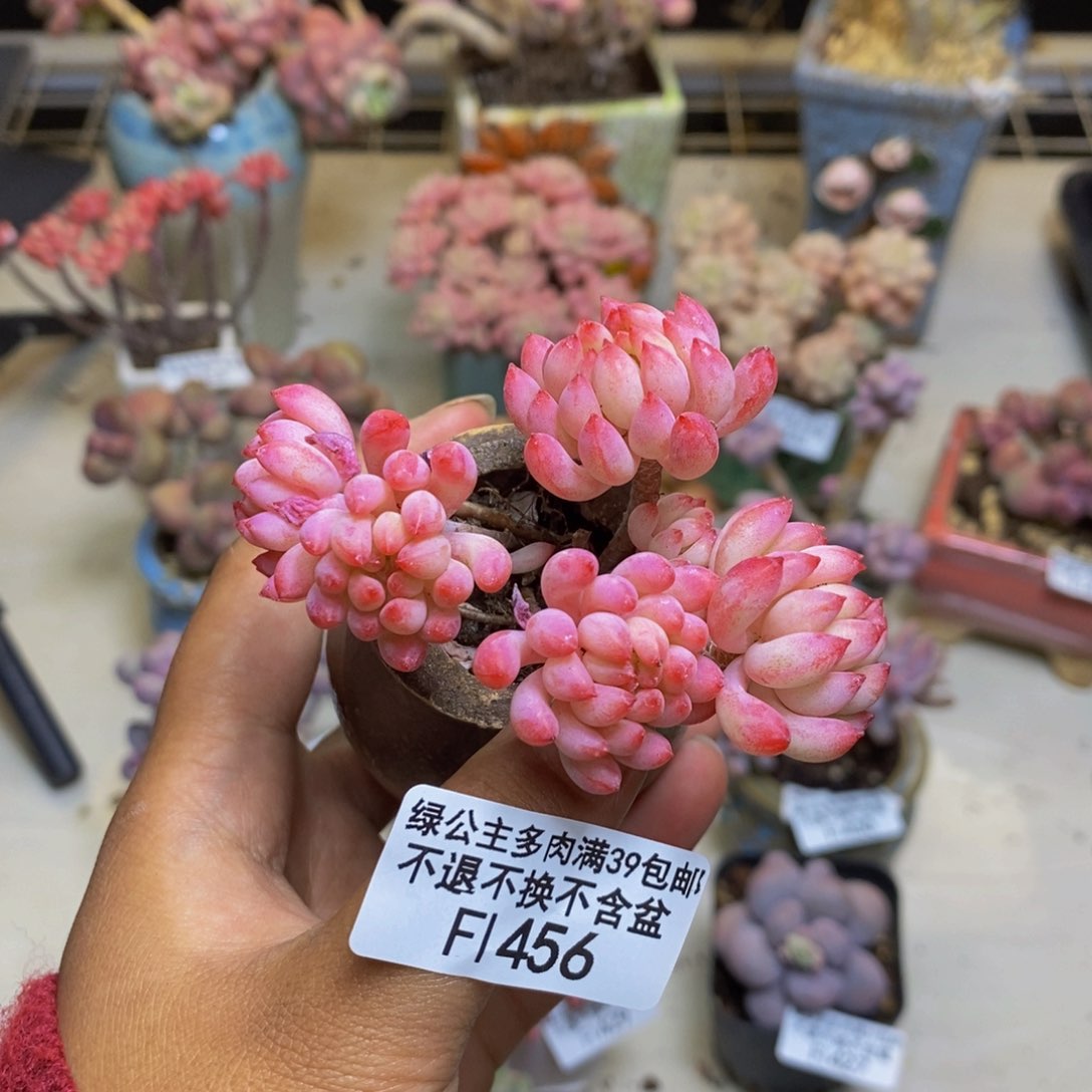 456烟花多肉肉5c m