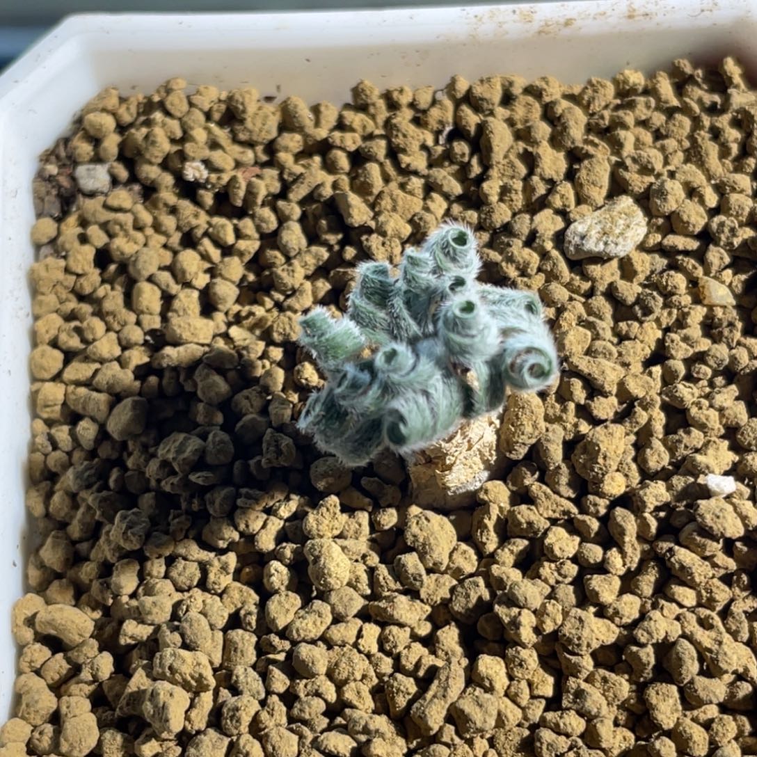 gl弹簧草植物一物一拍
