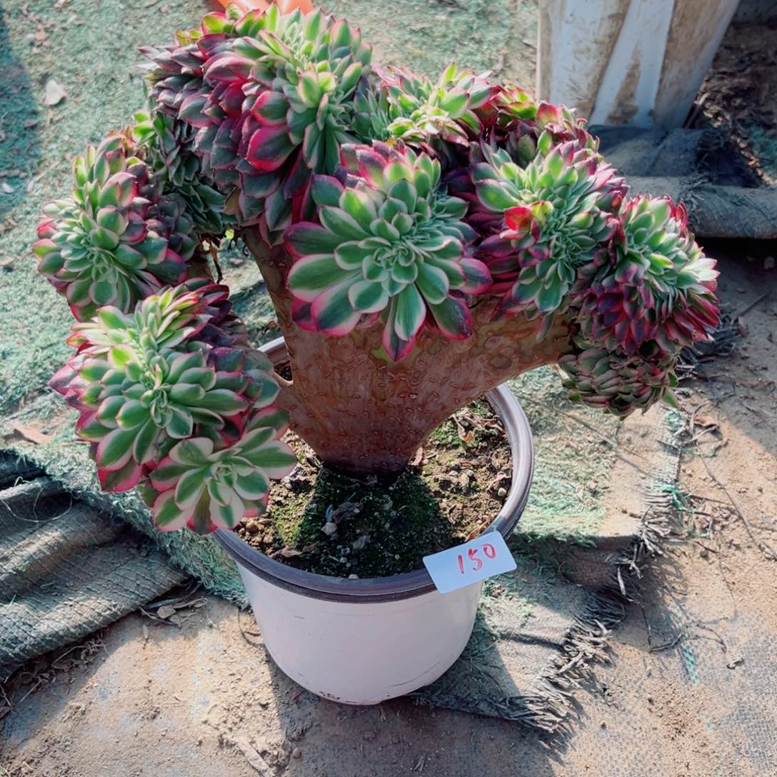 150荔枝缀化多肉植物