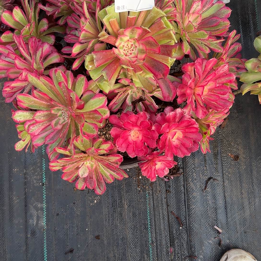 木***木红铜白多肉0743多肉