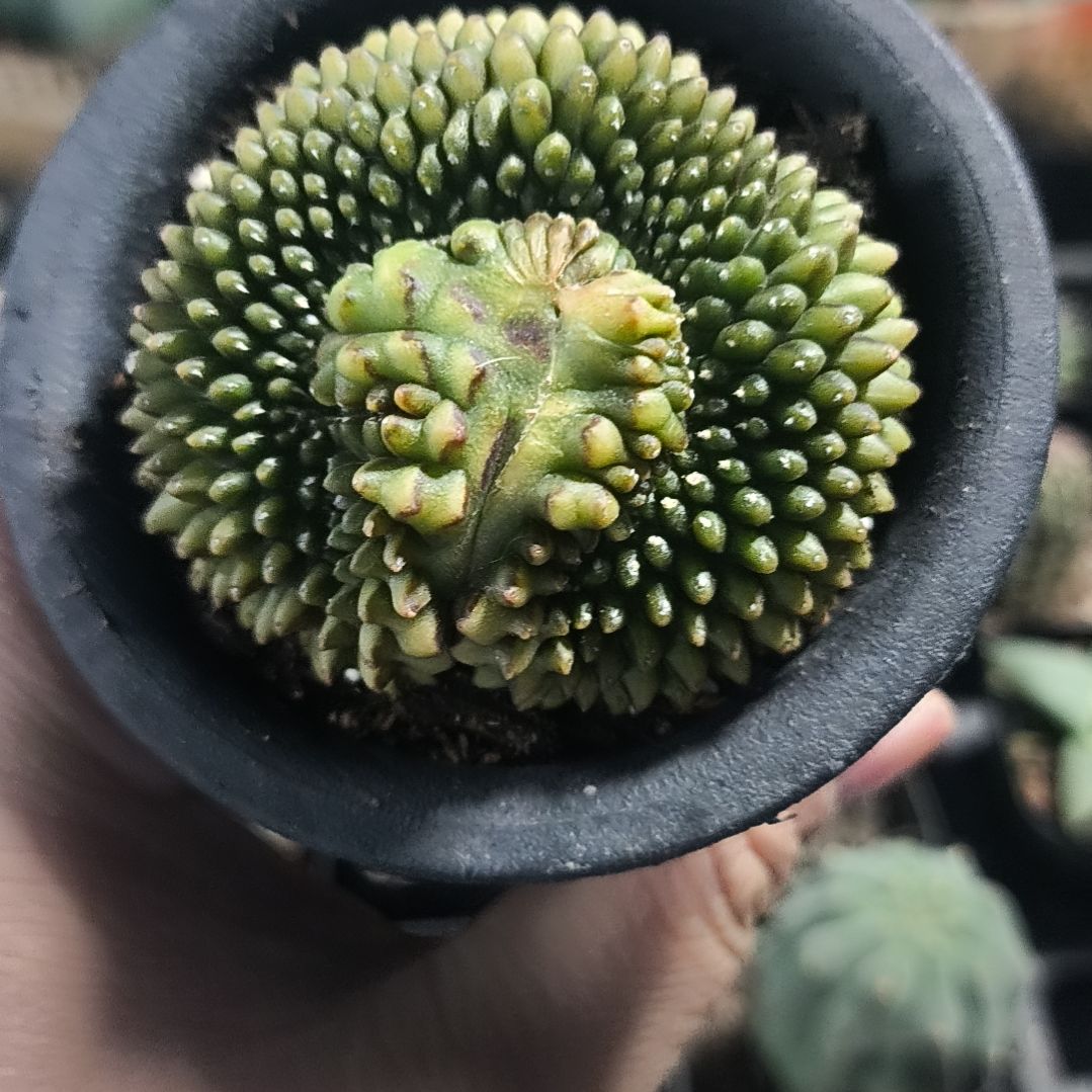 花花世界迷人眼的球球