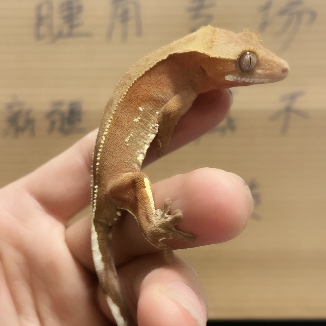 睫角守宫2025122（49）双红