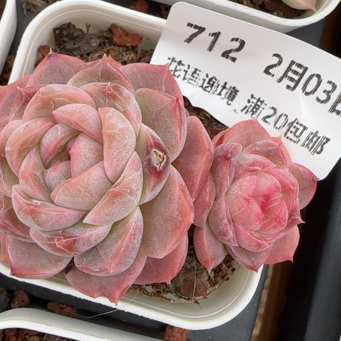 花语逸镜0203-712