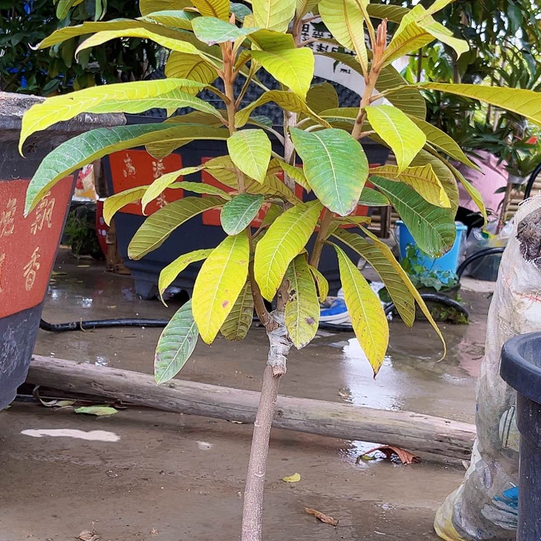 九***七无花朵8888888888888