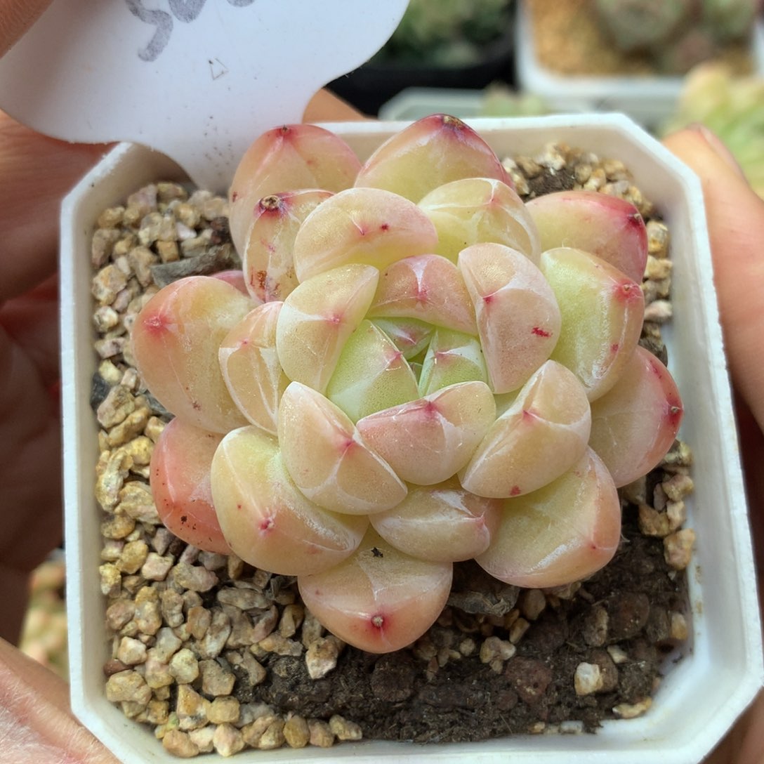 璇姬珍妮单头3068