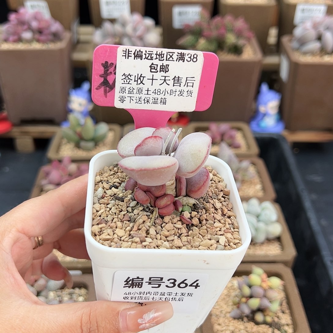 364白肌红蛋多肉植物