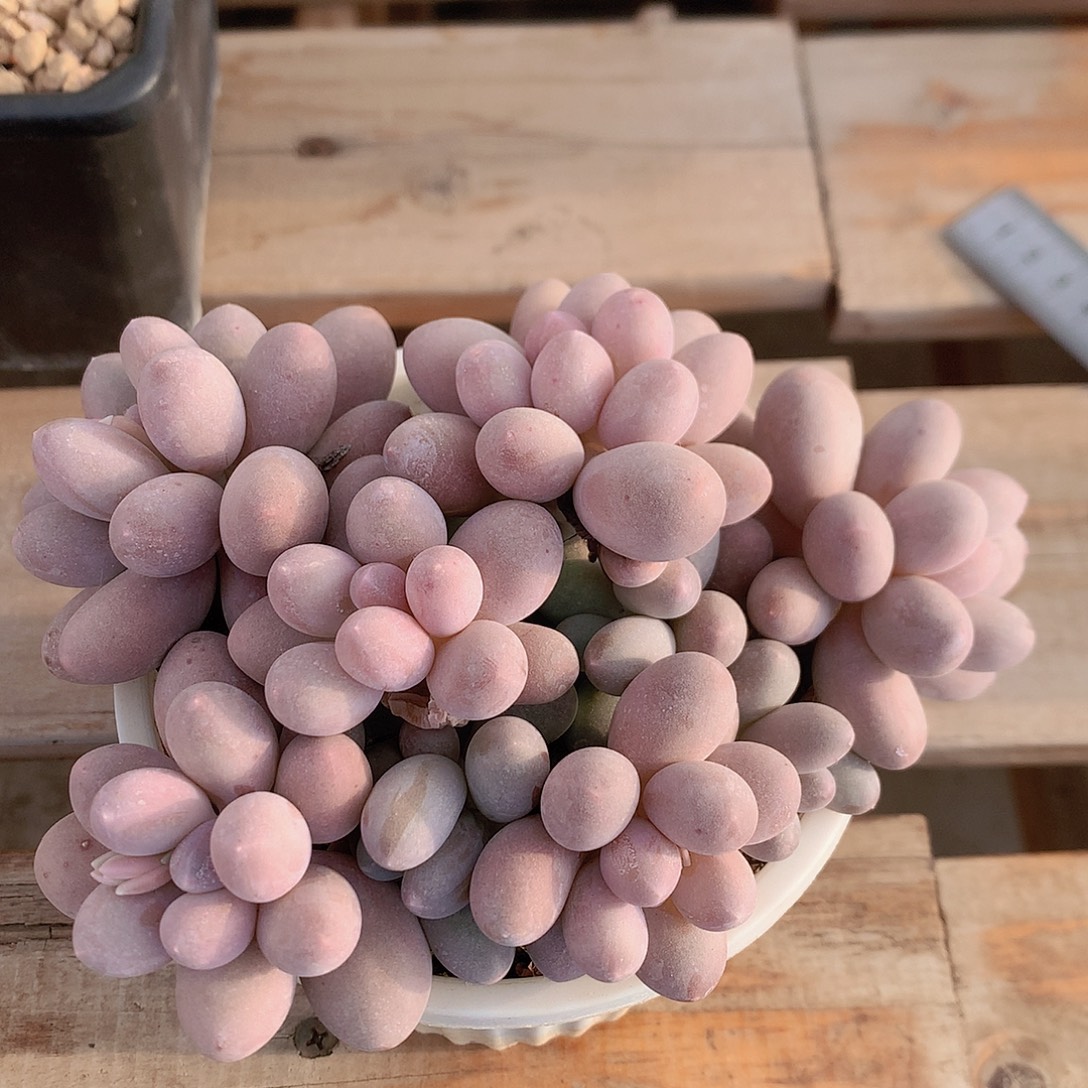 阿***、汤圆多肉一物一拍