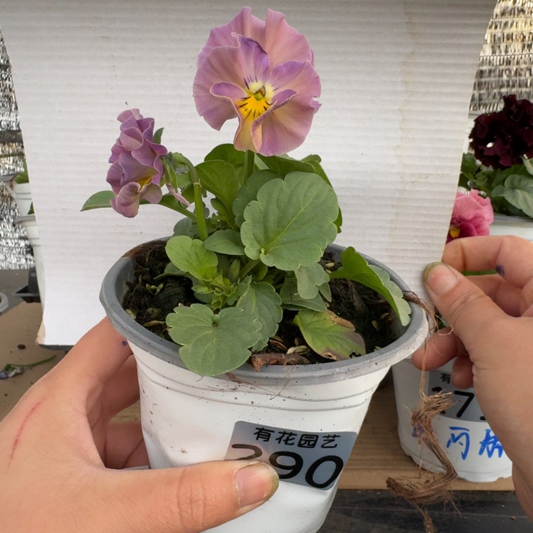 无花朵290号角堇