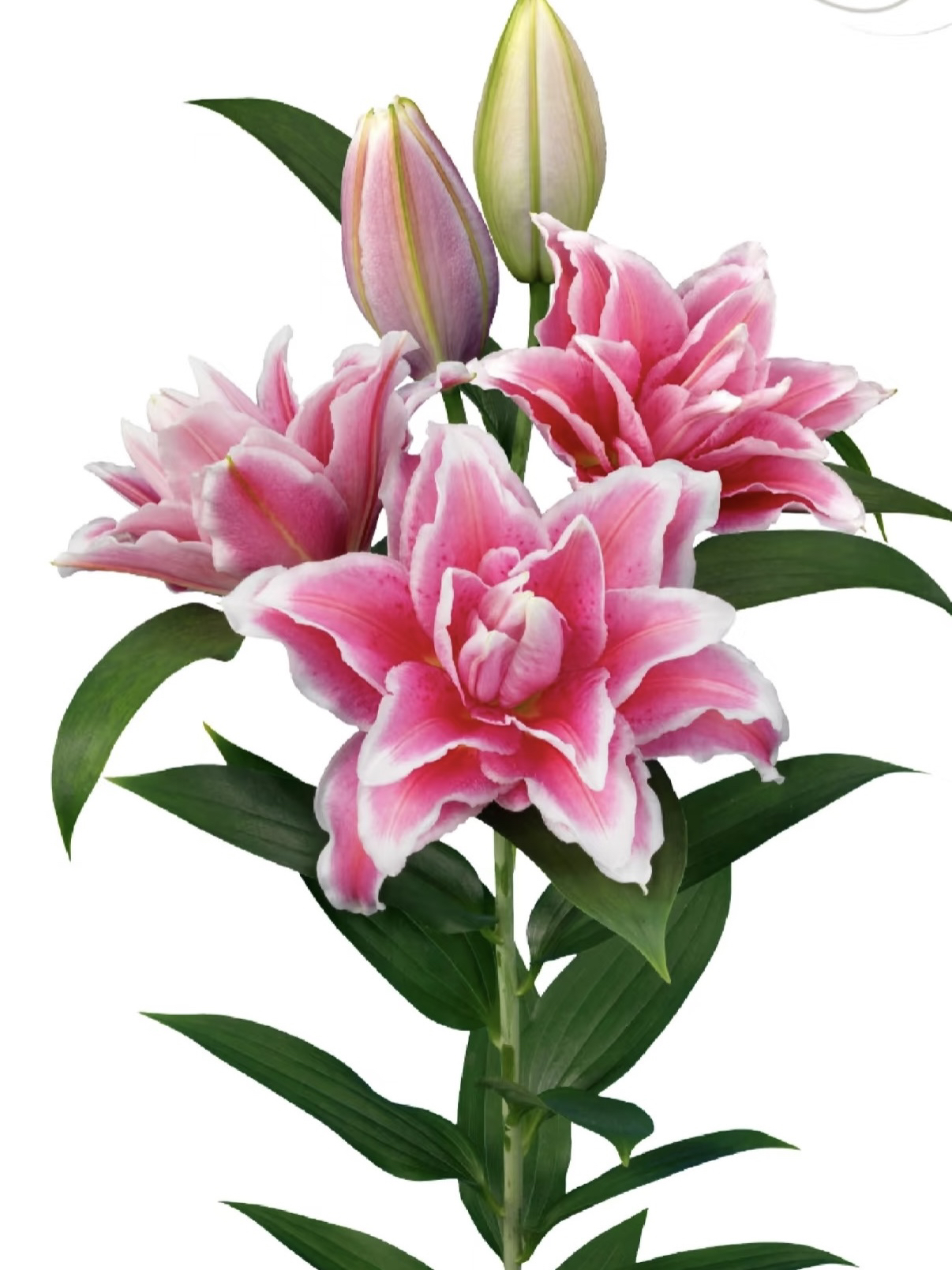 【卡斯塔】春百合四季可种大球1颗 盆栽阳台庭院 重瓣香水百合