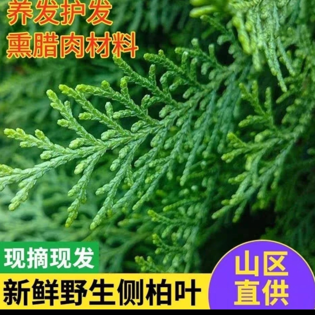 侧柏叶大山农家自摘大山老树泡酒熏肉侧柏叶养护头发侧柏叶婚庆