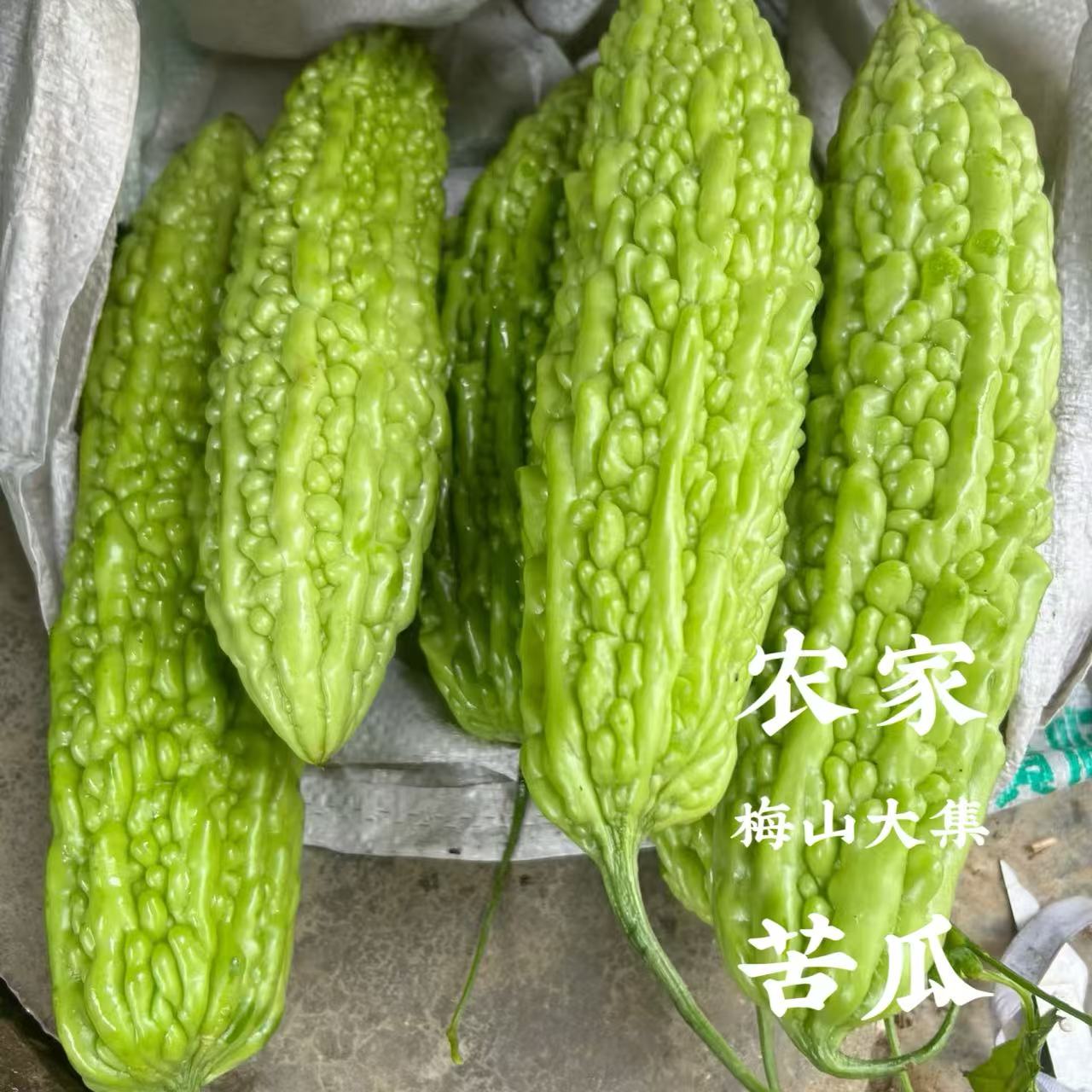 【农家苦瓜】湖南新化农家自种本地老种苦瓜