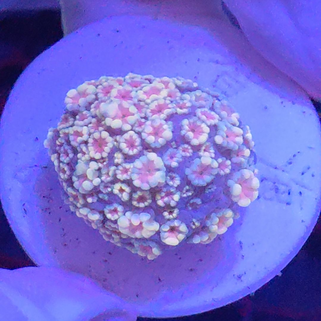 珊瑚不支持退货不到付不包邮接受下单