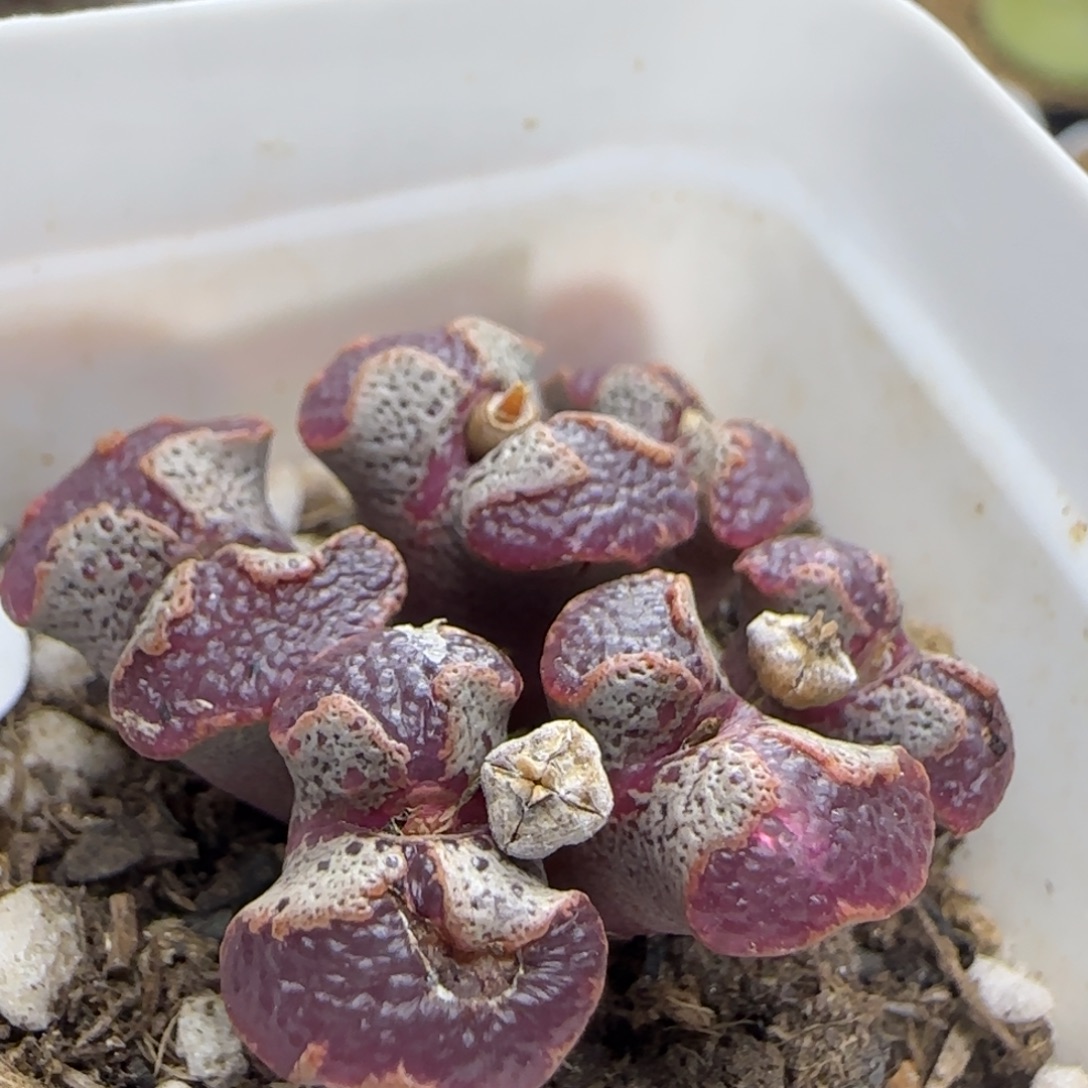大窗超碟群多肉植物97