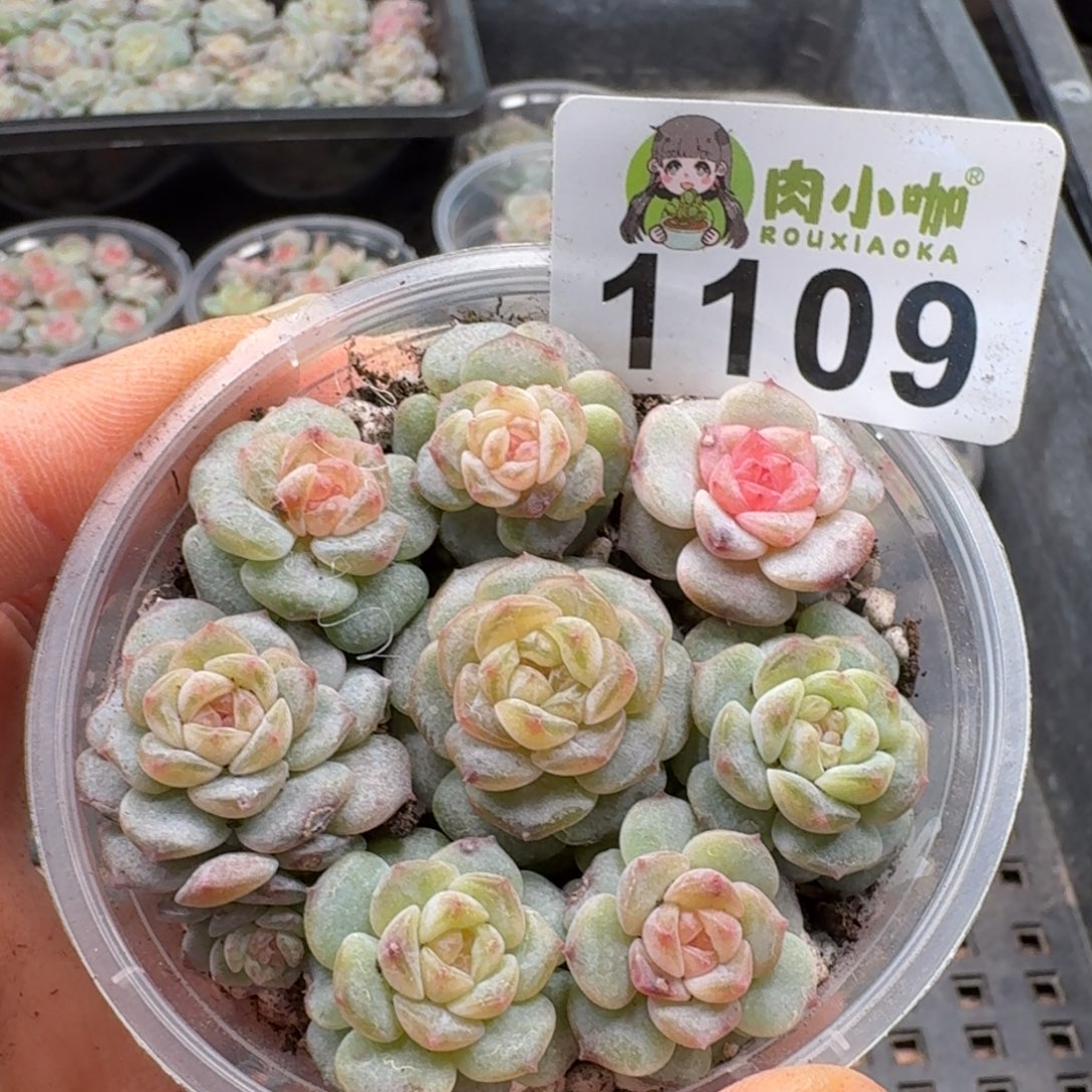 多肉植物多肉植物