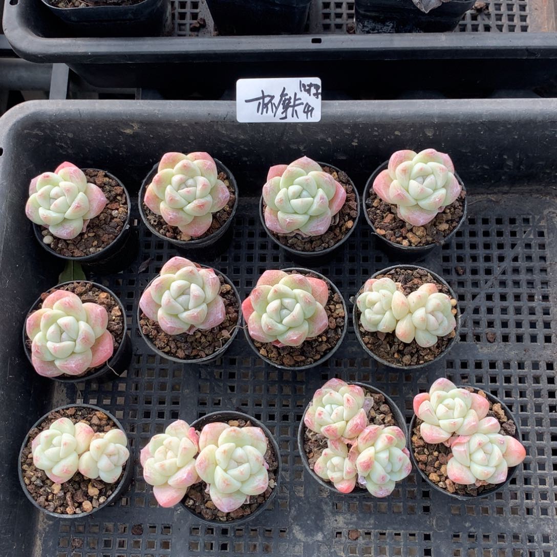 一杯摩卡12颗冰玉41元