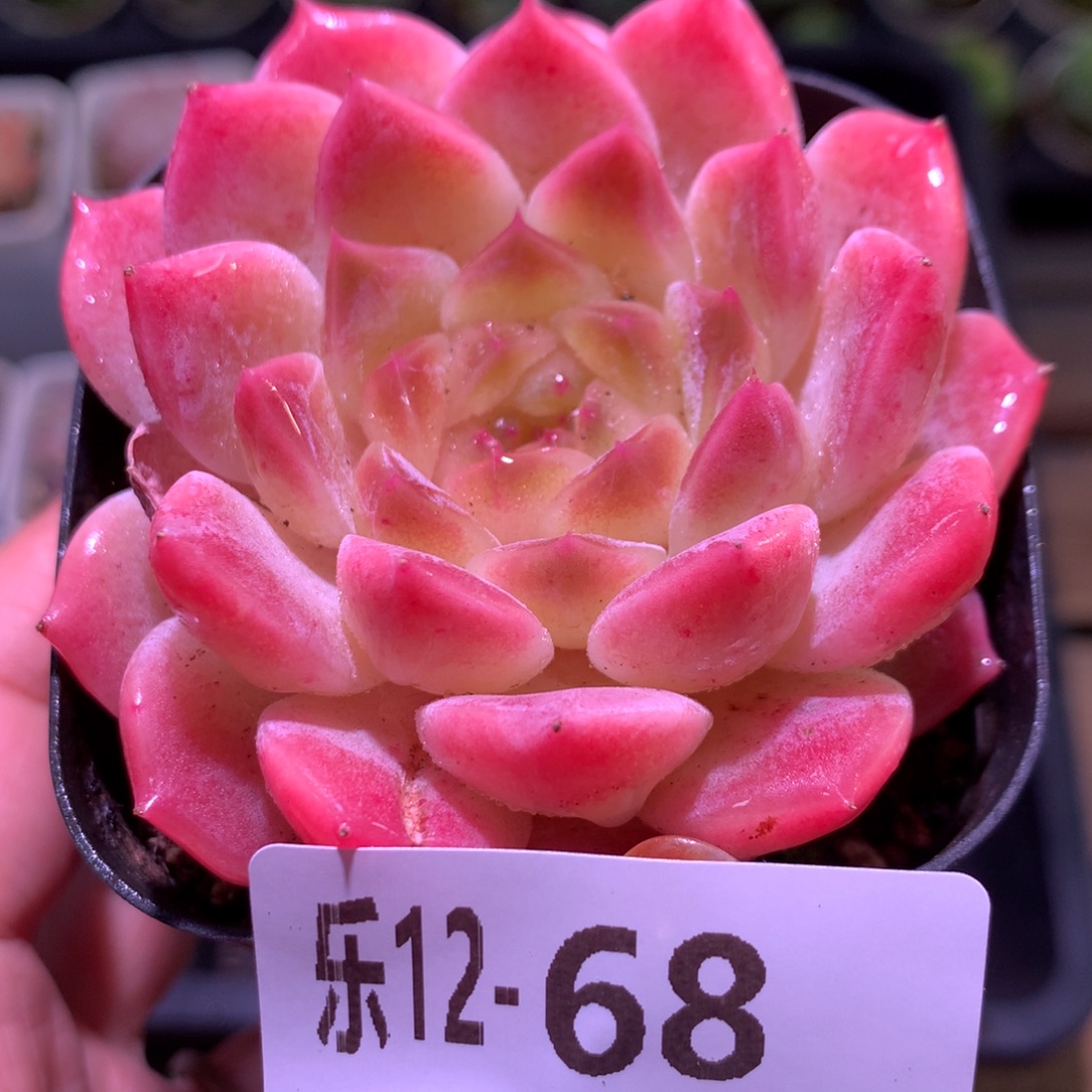 乐然12-68 秘境冰魄单头