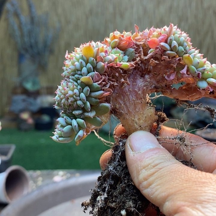 骄***豆237号白胖子多肉植物