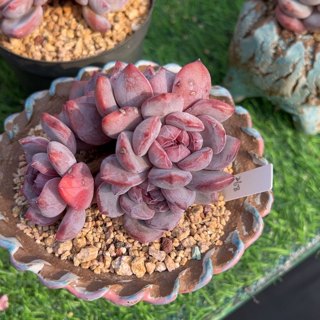 c****l啊石榴籽星影小树福利