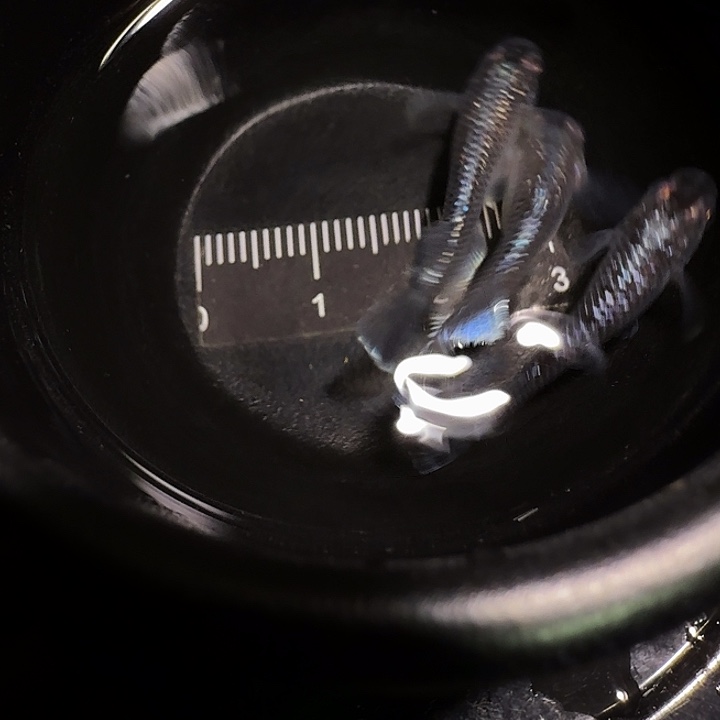 青鳉鱼一物一拍250