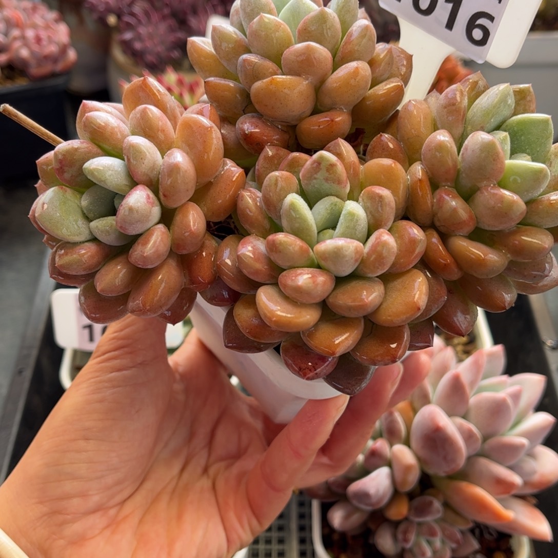 1016 天冷必拍保温箱