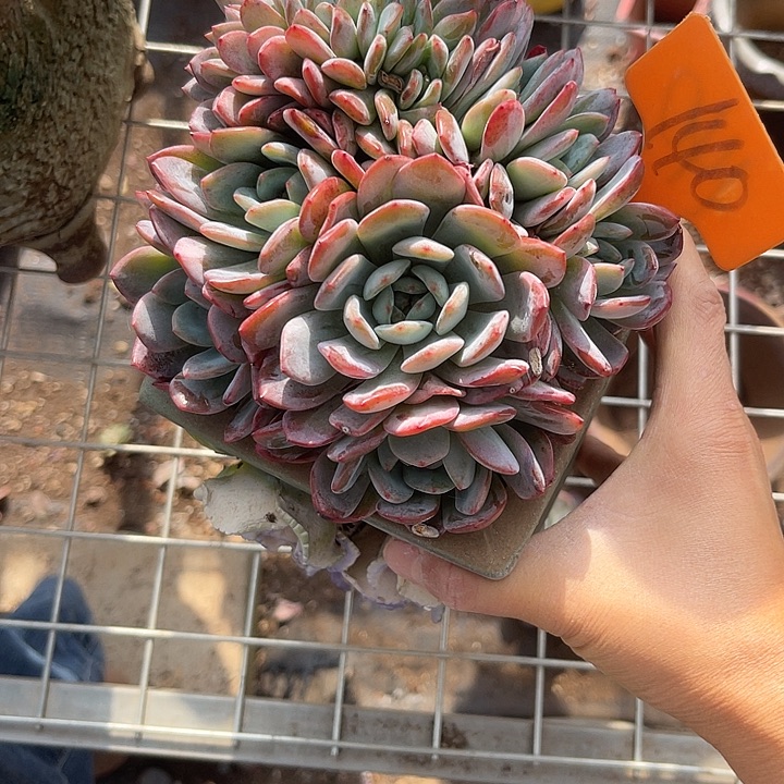 开播炸福利，双十一福利一天全明星缀140