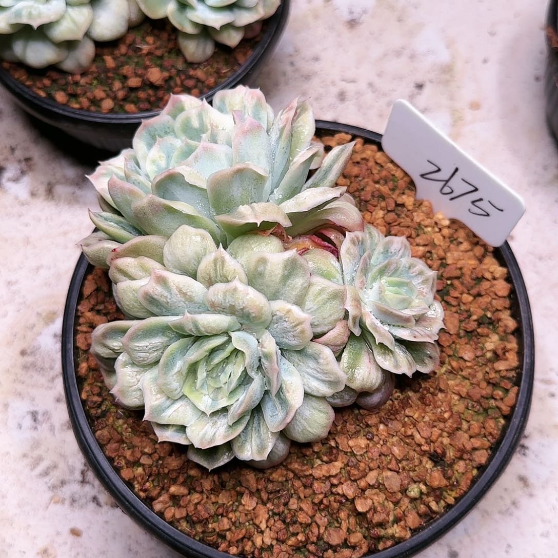 噉2675号    105    肉