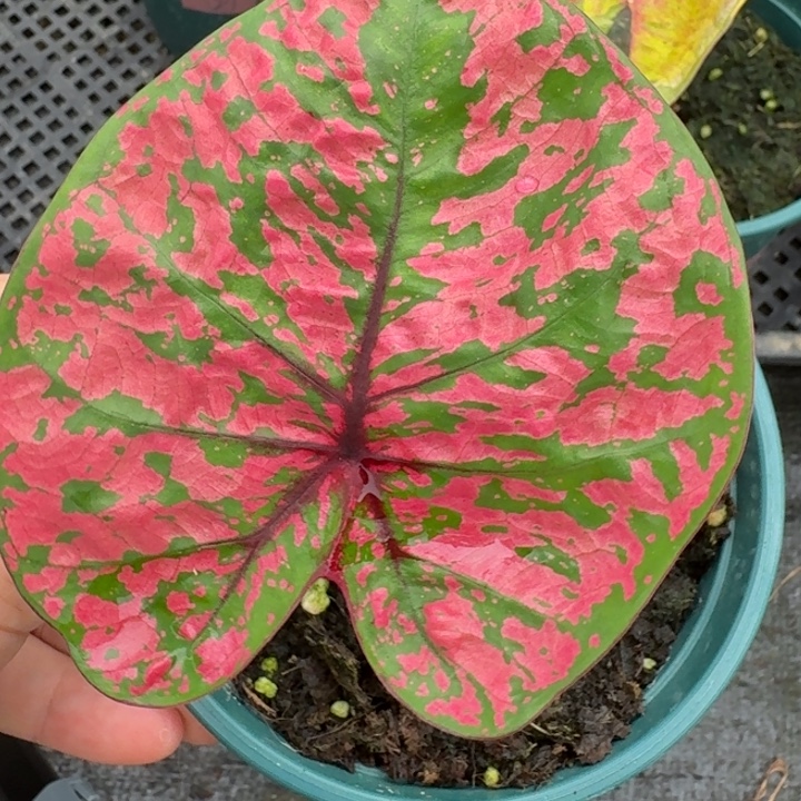 完全开放泰国彩叶芋