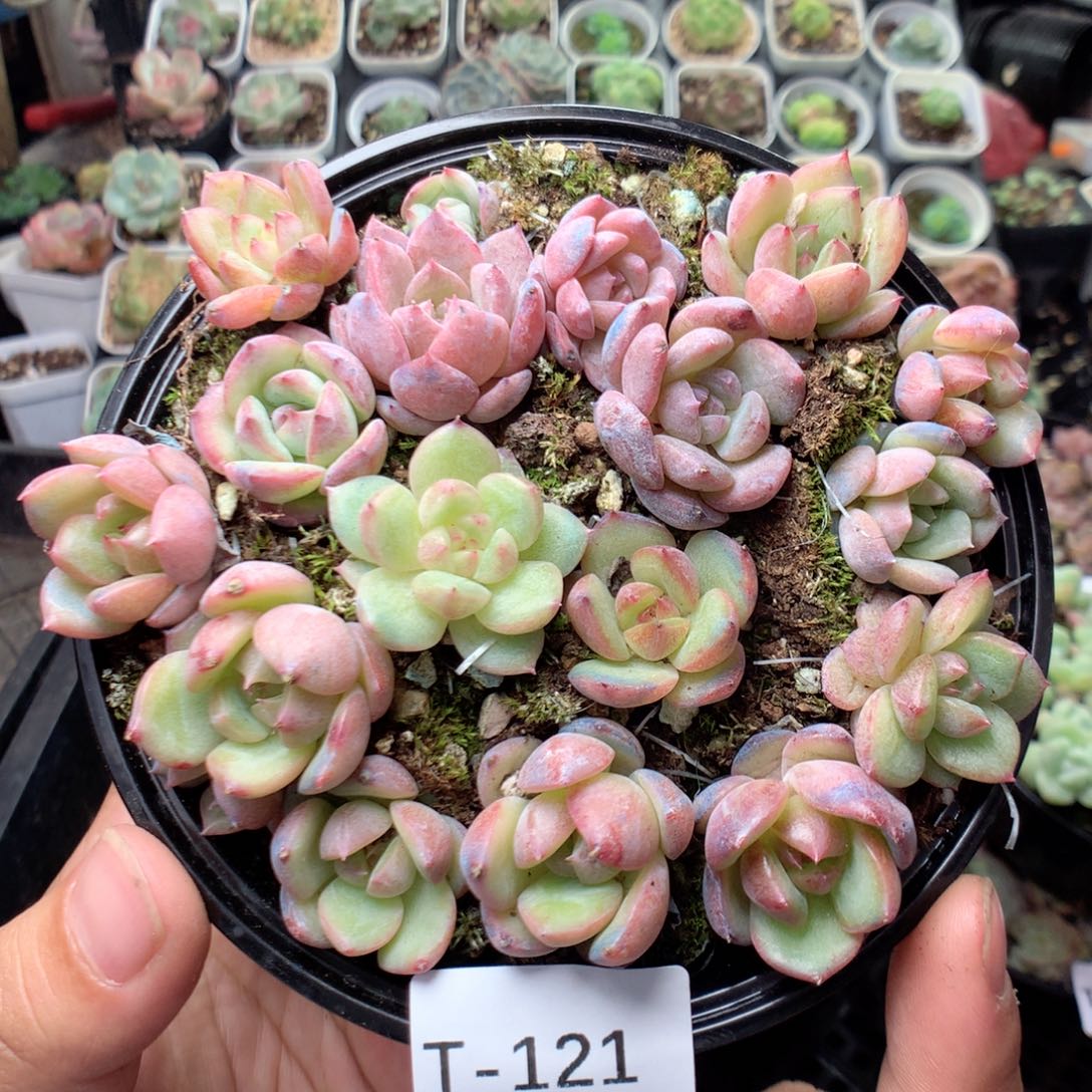 无花朵T121英语英语