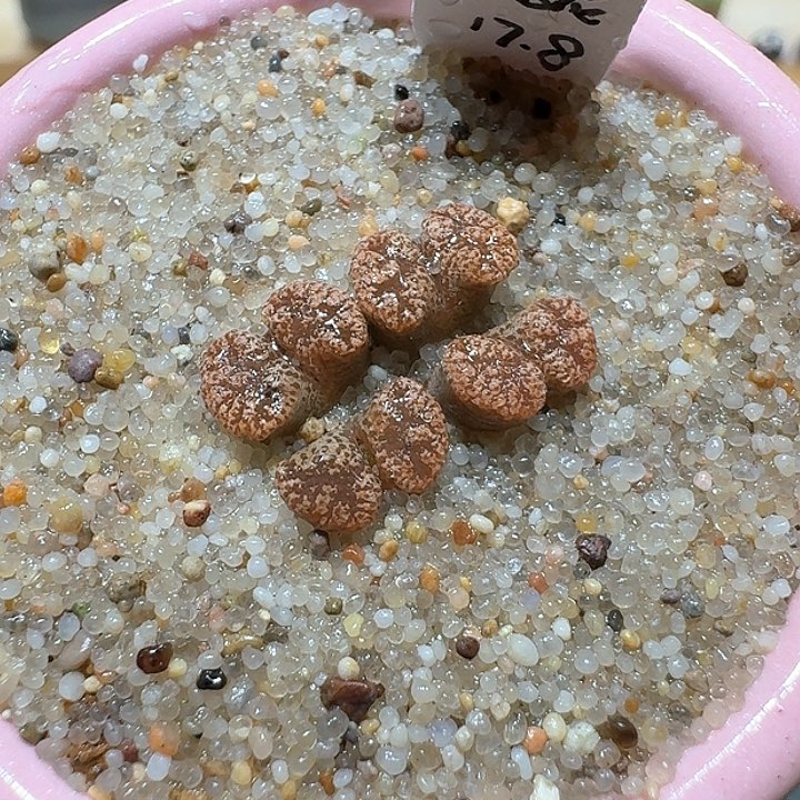红陶蘑菇582鸟哈尼