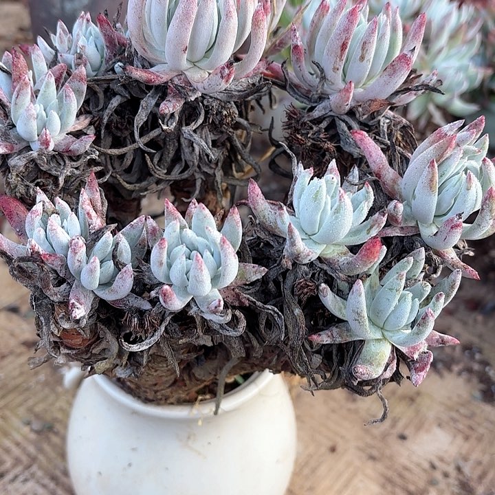 仙女杯多肉植物提取