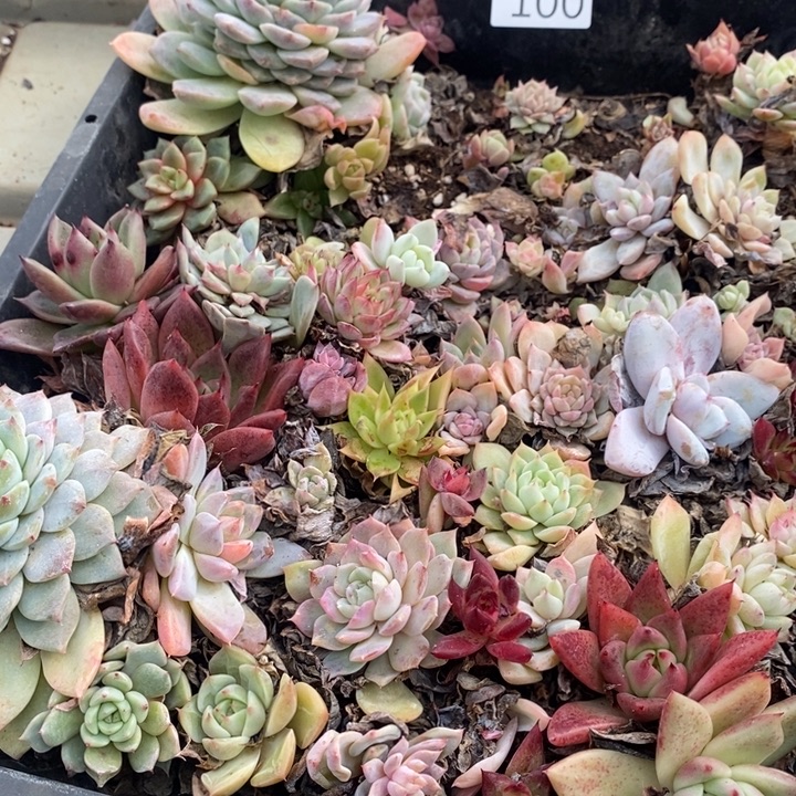 100 多肉植物盆栽花卉