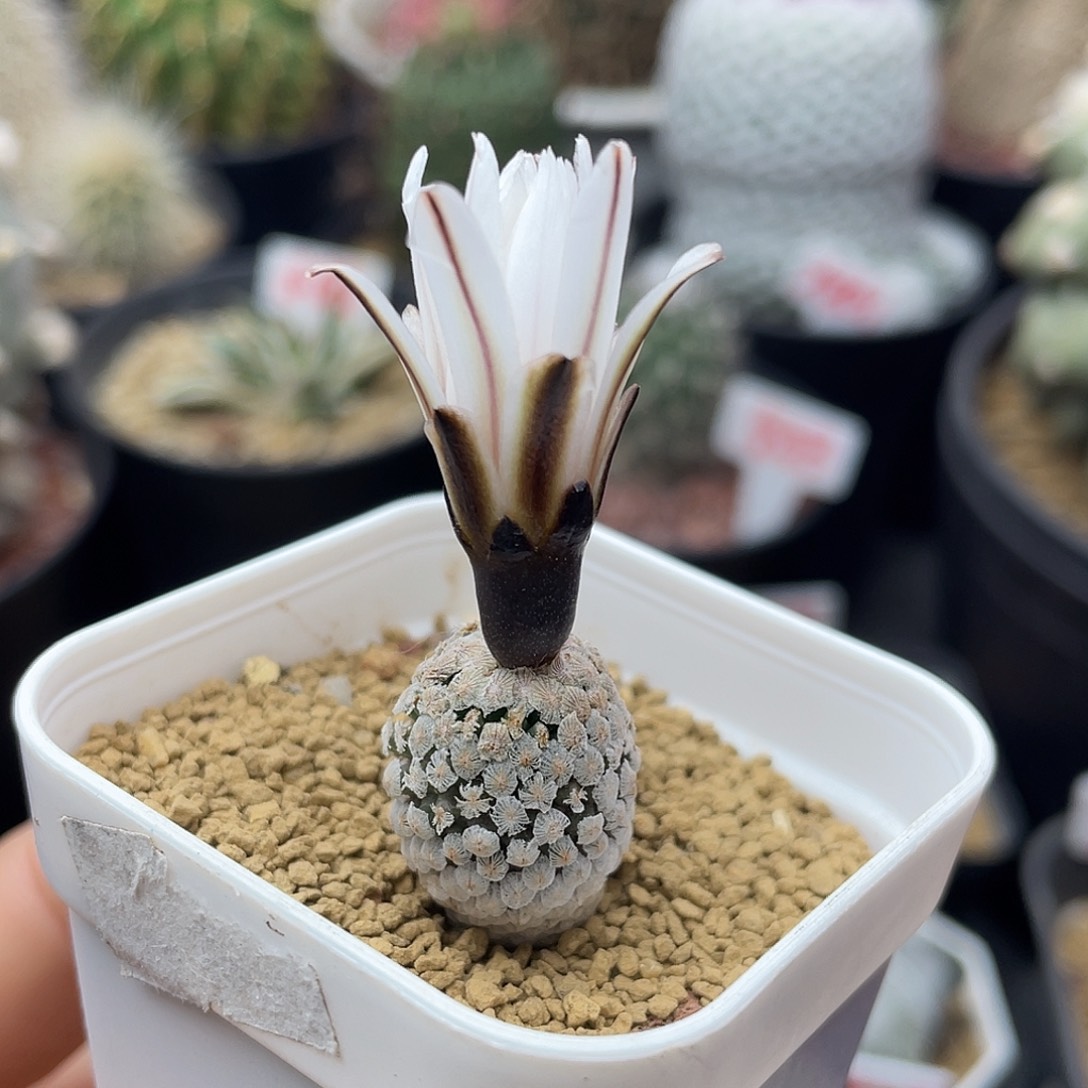 实生羽毛蔷薇丸仙人球多肉