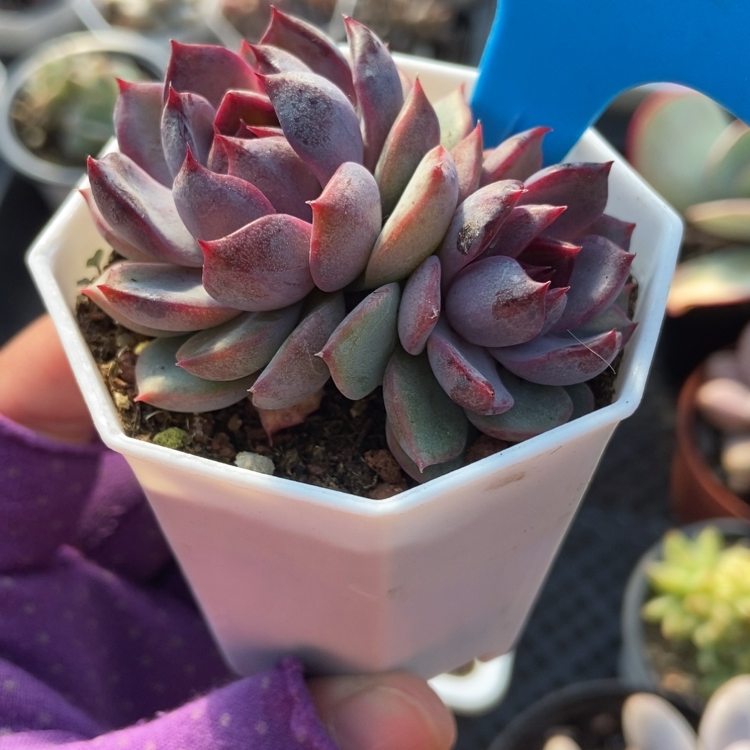 955蓝莓多肉植物多肉