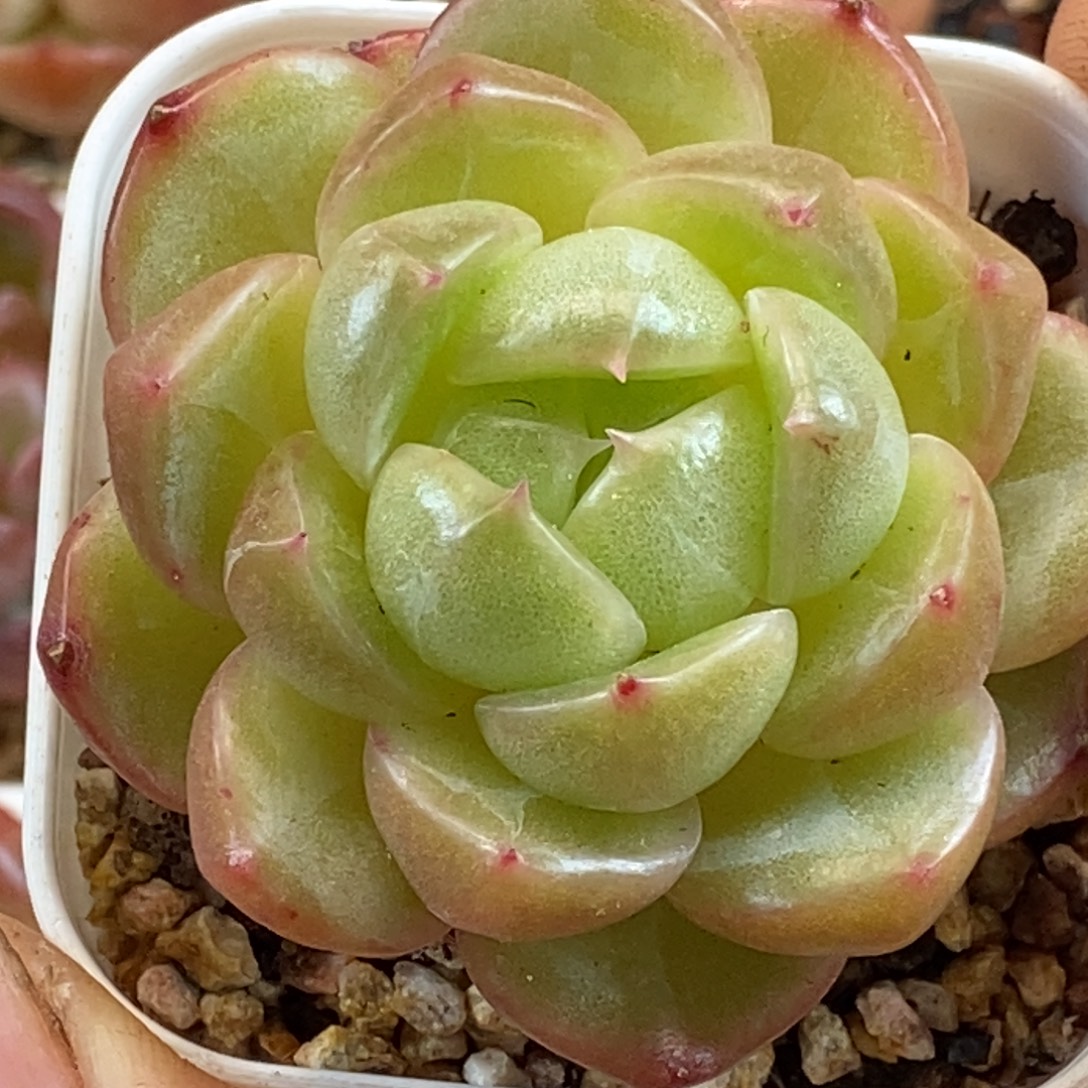 天官赐福百无禁忌